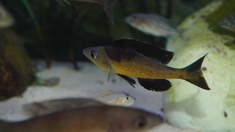 Cyprichromis microlepidotus 'Bilila (Kavala) Island'